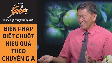 Biện pháp diệt chuột hiệu quả theo chuyên gia