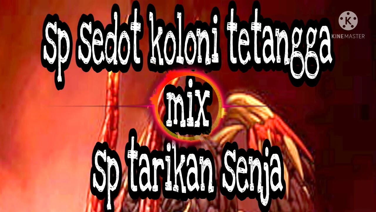 sp sedot koloni tetangga mix sp tarikan senja||sp terbaik|| suara walet respon