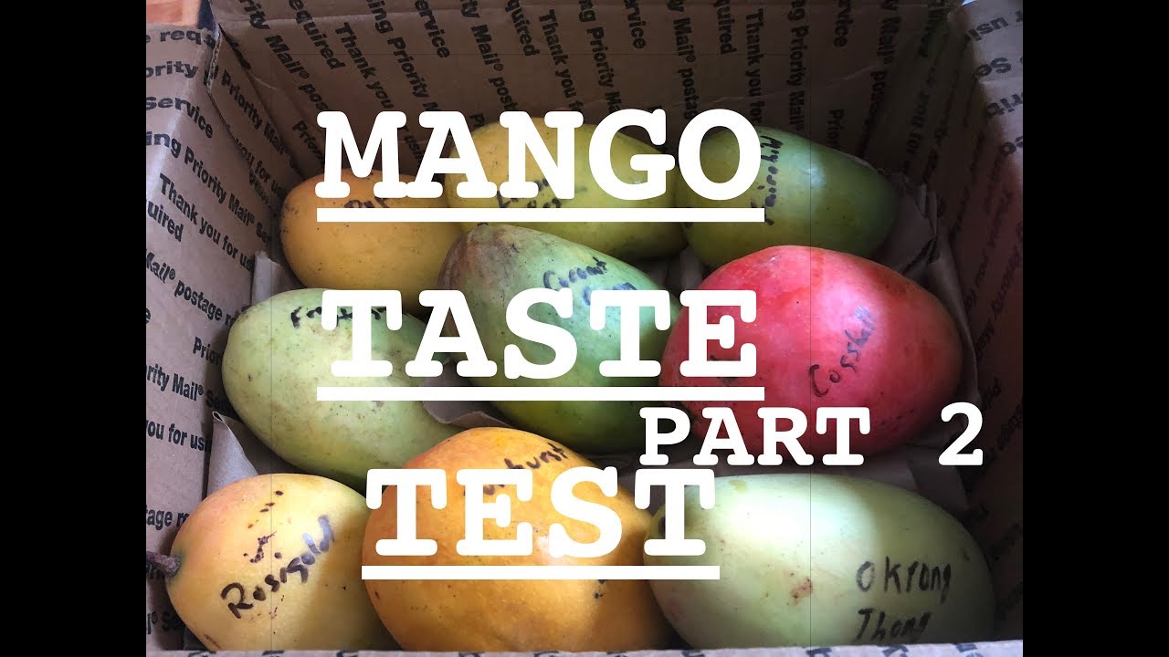 Mango Taste Test Part 2 Coconut Cream And Many Others YouTube mango-taste-test-part-2-coconut-cream-and-many-others-youtube