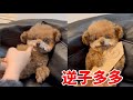 僅被逆子溫暖3秒! #萬物可愛計劃#王多多#不感冒都不知道我的逆子這麽暖#有它就暖了#pets #泰迪 #萌寵