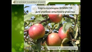 Галашева А.М.  Сорта селекции ВНИИСПК для учебно-опытного участка