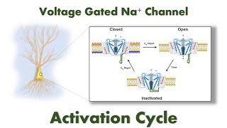 Activation Cycle of Voltage Gated Sodium Channels:  Closed, Open, and Inactivated