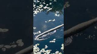 Shocking moment an alligator catches a HUGE python!