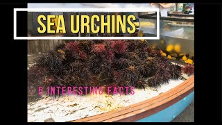 Mysterious Sea Urchins Engineers to Vital Coral Reefsb