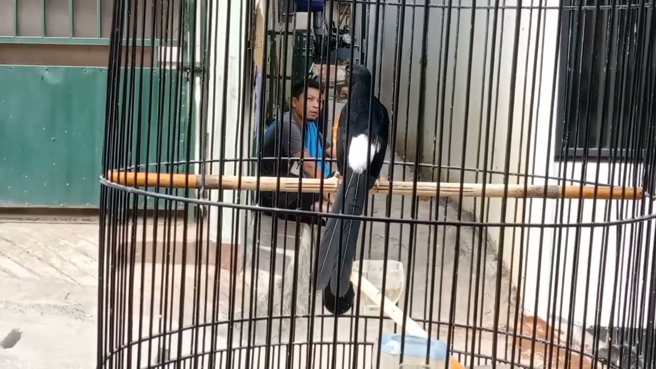 rawatan murai batu jinak - tipe dingin ‼️ jangan sampe salah rawat .