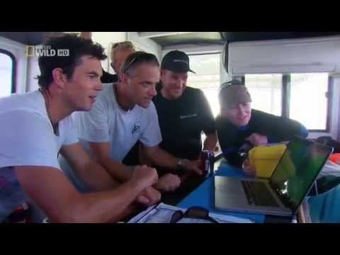 Doku - HAI ALARM! Gefährliche Haie in vielen Meeren und Seen gesichtet