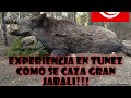 Caza de jabali en Túnez en primera persona. Como se caza en Túnez!!! Gran jabali!!!