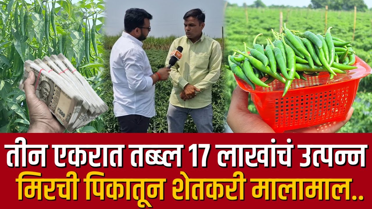 ♦️मिरची लागवड | 3 एकरात तब्बल 17 लाखांचं उत्पन्न | लागवड ते हार्वेस्टिंग पर्यंतचं संपूर्ण नियोजन