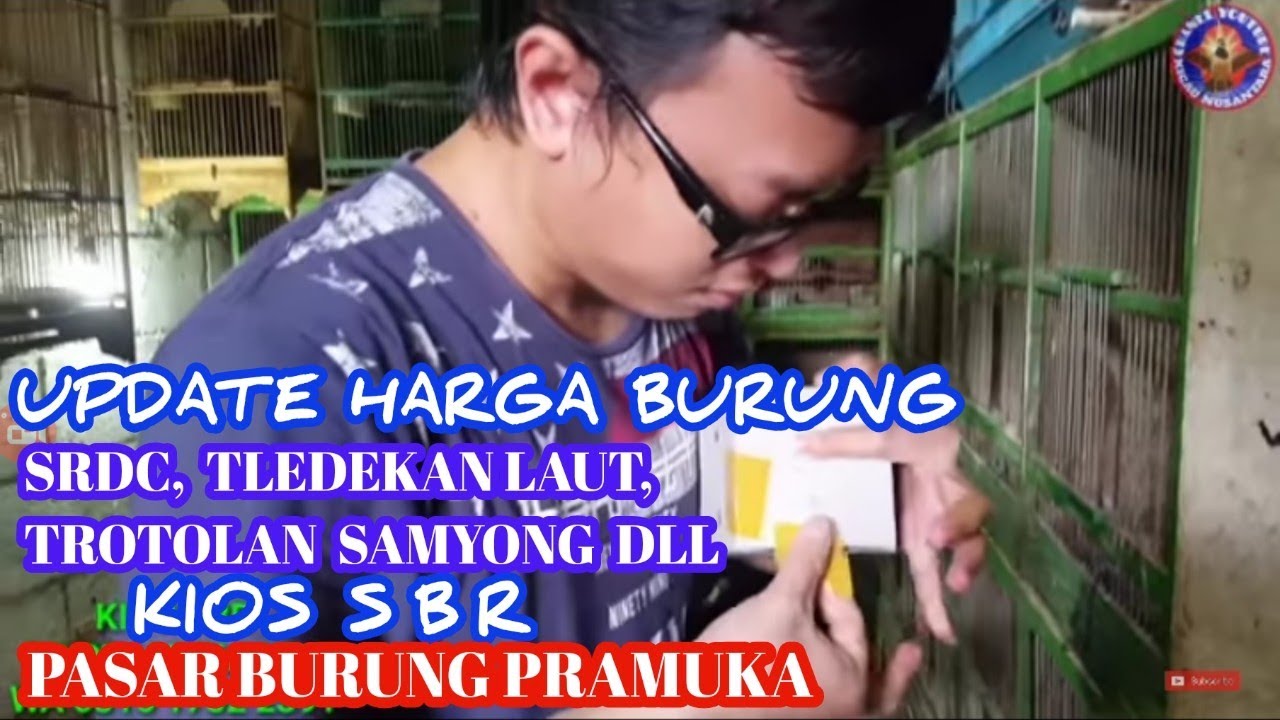 Update Harga Burung Srdc Tledekan Laut Trotolan Samyong Dll Pb