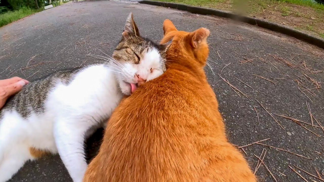 公園で仲良し二人組猫を撫でる - YouTube