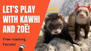 Ferret Fight! Kawhi and Zoë  Free roaming ferret play time