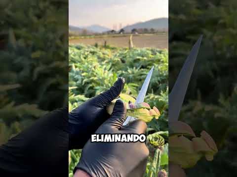Por qué este agricultor quita casi toda la alcachofa🤔