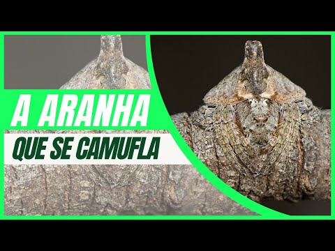 A INCRÍVEL ARANHA