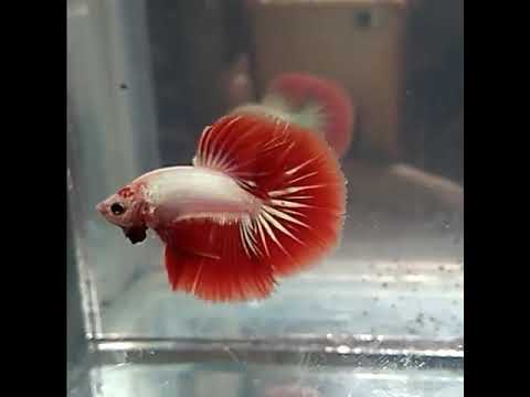 Ikan Cupang Halfmoon Red Dragon YouTube