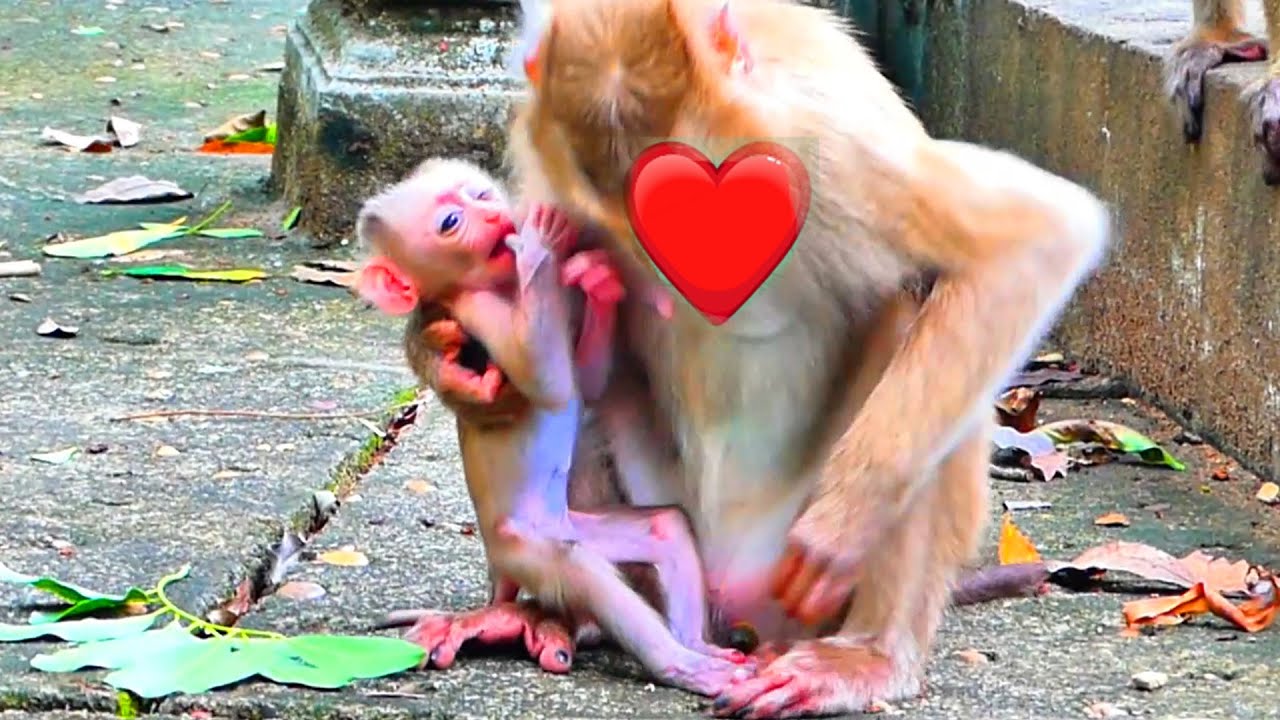 Please follow the adorable BB Monkeys living Phnom Pros Temple, Cambodia! They are absolutely Cute.!