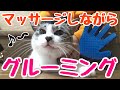 マッサージしながら抜け毛を取る手袋♪【猫】【ペット】【姫路】