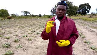 kilimo cha matikiti maji stage 2 kangetakilimo screenshot 1