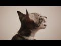 cat generation sokoke の動画、YouTube動画。