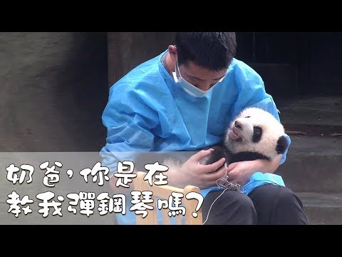《熊貓早晚安》奶爸，你是在教我彈鋼琴嗎？| iPanda熊貓頻道