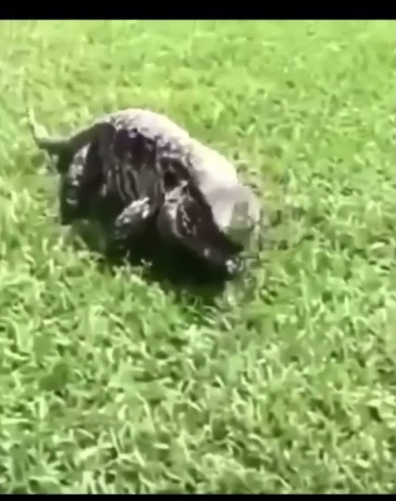 Lizard jumpscare￼