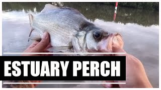 Estuary Perch On Plastics - Land-based Fishing