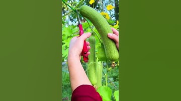 Harvesting loofah with sharp tools #farming #shorts