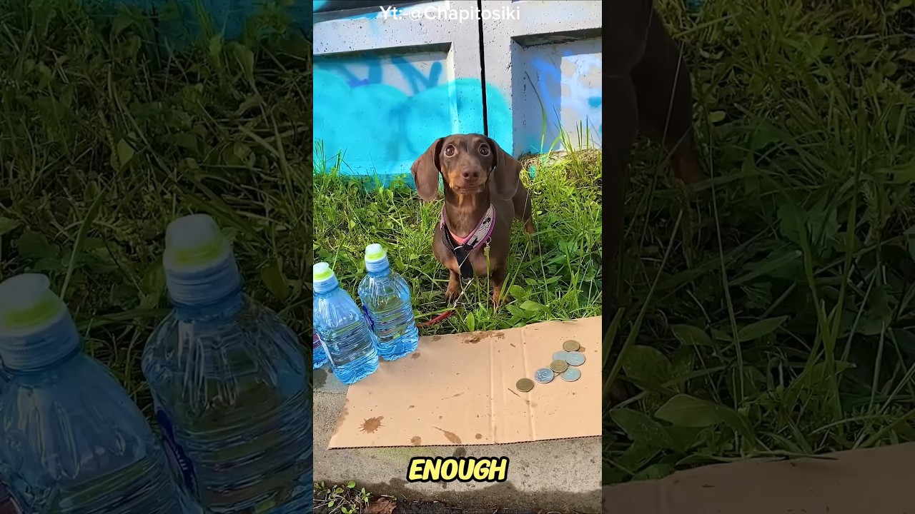 She Was Thirsty Too⊠But She Gave Her Water to a Stray Dog First đ„șđ¶đ§