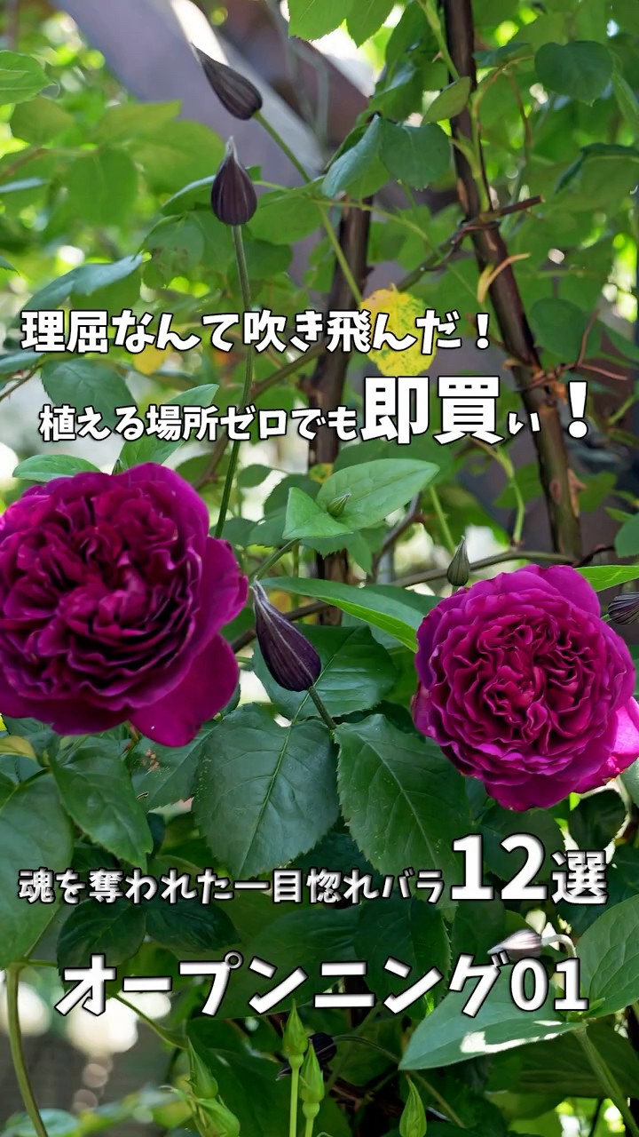 06/21/2026: 12 Roses I Fell in Love With at First Sight - Opening