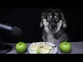 ASMR Dog vs Green Apple
