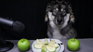 ASMR Dog vs Green Apple