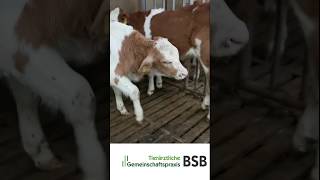 Mykoplasmen beim Kalb