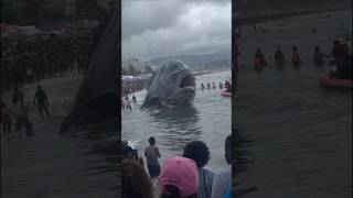 30ft Piranha Captured On Sonar Terrorizing Beach Goers In Brazil