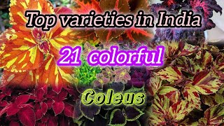 21 Top Varieties coleus with names//Mayana plant varieties // Best coleus variety