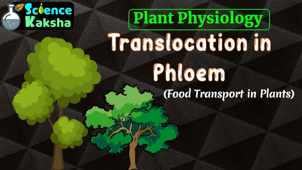 TRANSLOCATION IN PHLOEM FOOD TRANSPORT IN PLANT CSIR NET PLANT PHYSIOLOGY YouTube