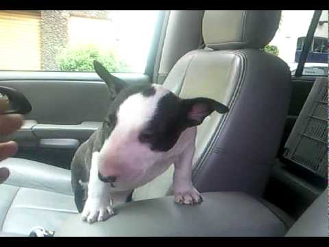 Hijos de William nietos de Gales Bull Terrier Ingles