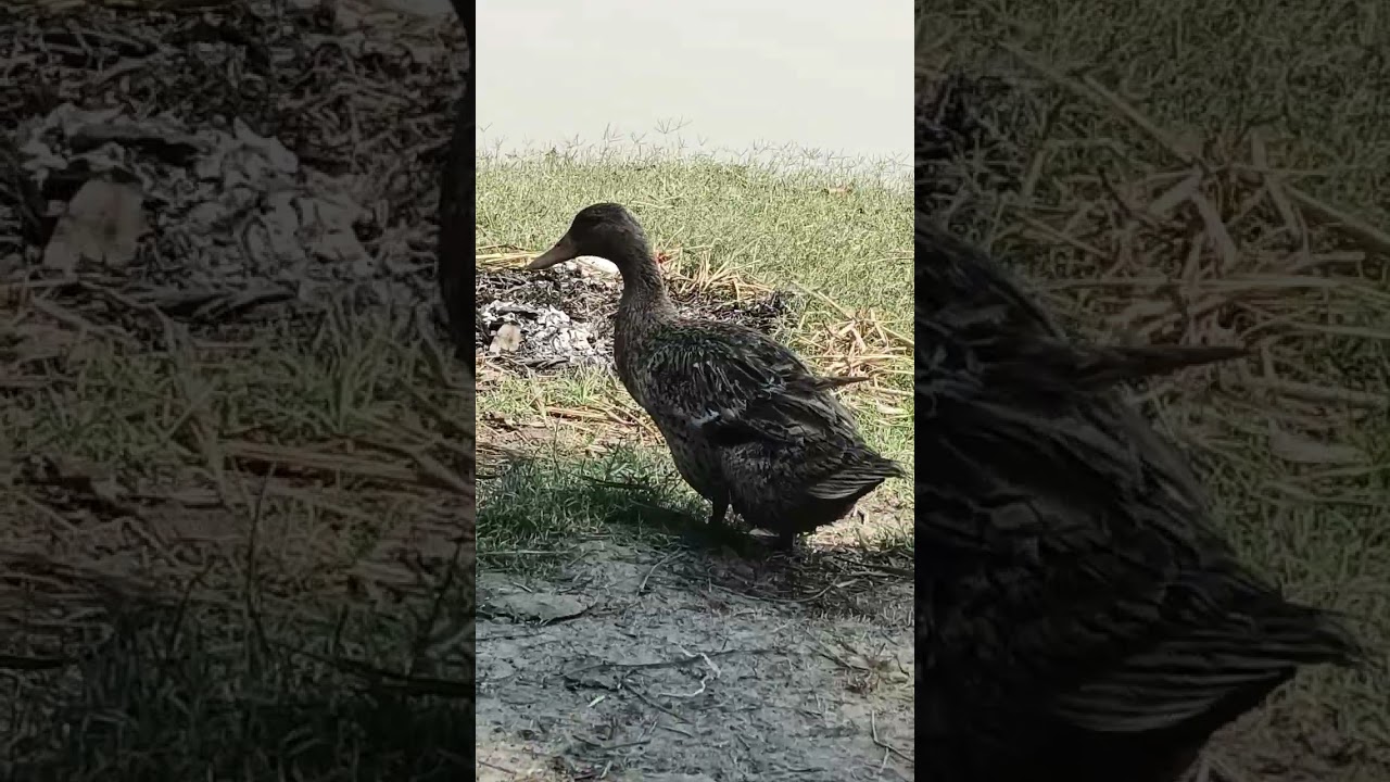 #शॉर्ट्स