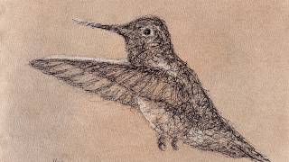 hummingbird scribble art sketch biro pen