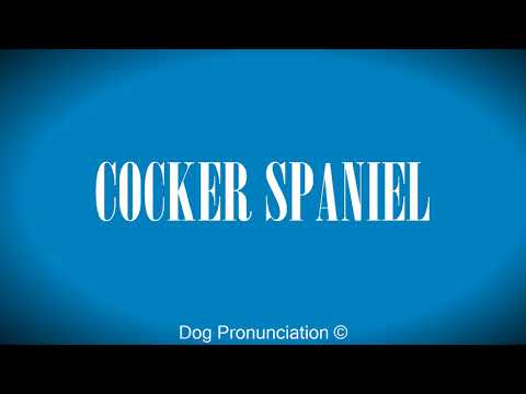 How to pronounce  COCKER SPANIEL