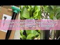 Produktbewertung Chaohua Solar Ultraschall Maulwurf Vertreiber, Maulwurf Vertreiber Testsieger, 4 St