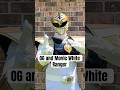 OG and Movie White Ranger morphs! #powerrangers