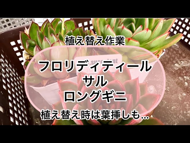 大きめ♡フロリディティ 歩こ フロリディティール 韓国苗 葉挿し 多肉植物 