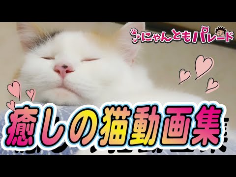 今日の癒されるの猫ちゃん動画集！No.54【にゃんともパレード】 - YouTube