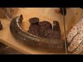 광장시장 순대 할머니 노점 근황 (위치, 가격 및 영업시간)/Korean blood sausage/Sundae/韓国スンデ屋台