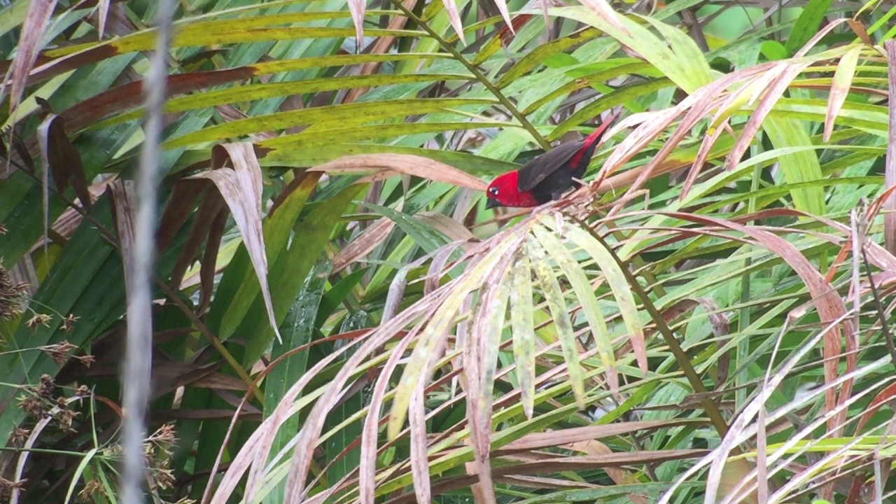 Black bellied Seedcracker - Ghana 2016 