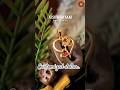 ✨Customized dollar pendants made just for you Visit our shop or WhatsApp us for your unique design💍