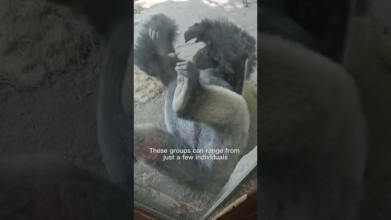 POV: You Just Met King Kong in Real Life 🦍👑