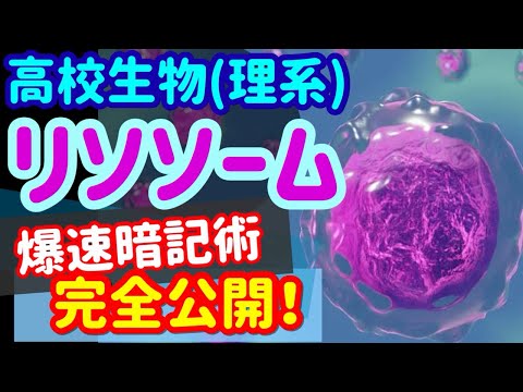 【高校生物 120】【リソソームの特徴と働き】を宇宙一わかりやすく