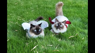 Costume Cats - Jimmy and Hugo the Ragdolls do Halloween! by Ragdolls 4 Real 🐱 184 views 5 months ago 1 minute, 1 second