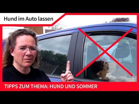 Video: Warum Hunde In Heißen Autos Nicht Nur Ein Sommerthema Sind