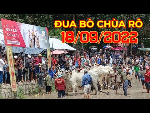 LỄ HỘI ĐUA BÒ TẠI CHÙA RÔ || HUYỆN TỊNH BIÊN - AN GIANG || P1 @CHUNG KOBEL